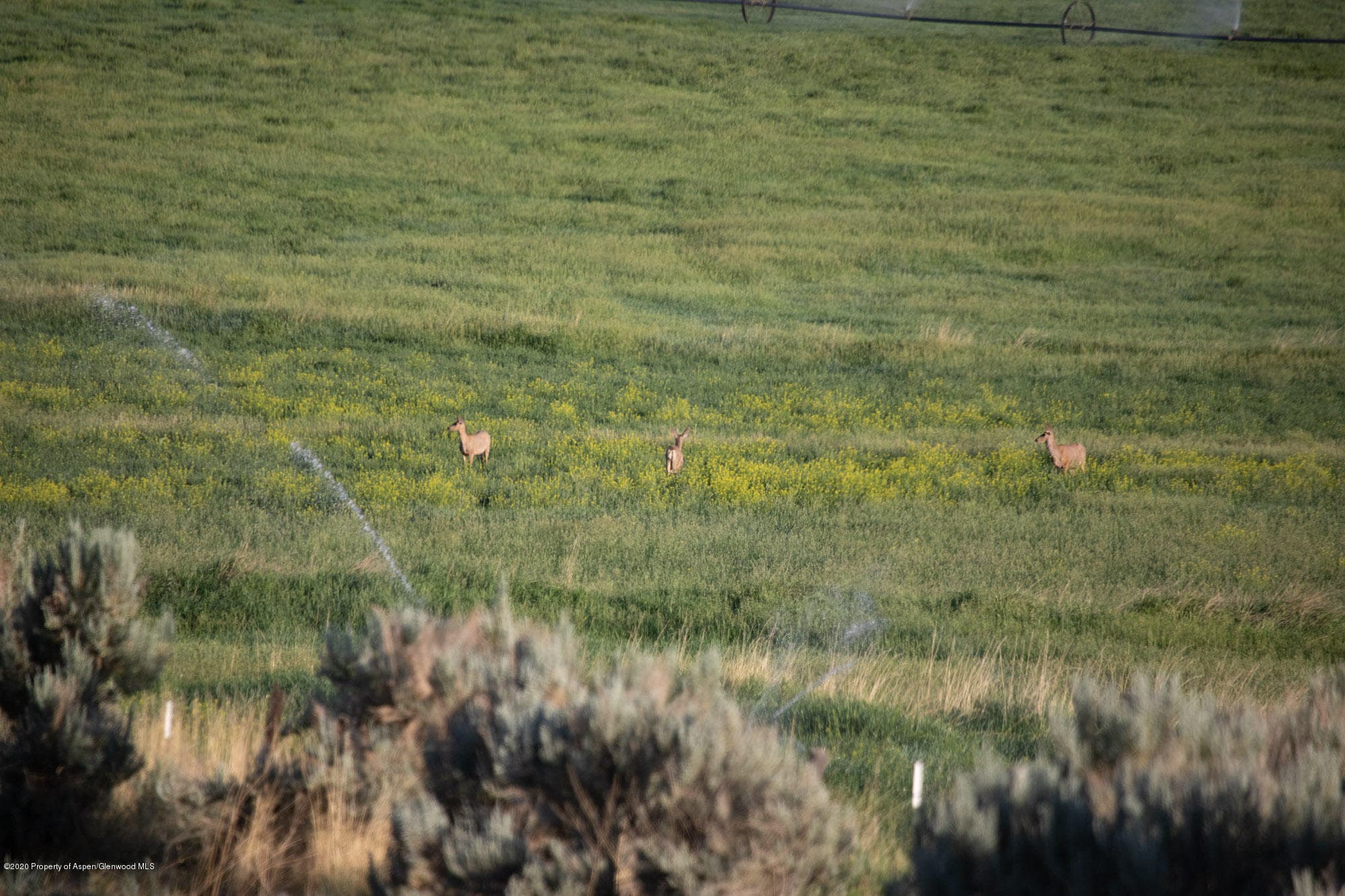 1989 County Road 320, Rifle, CO 81650 - Photo 11