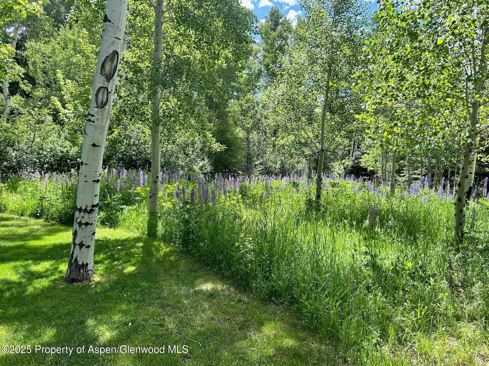 1180 Black Birch Drive, Aspen, CO 81611 - Photo 29