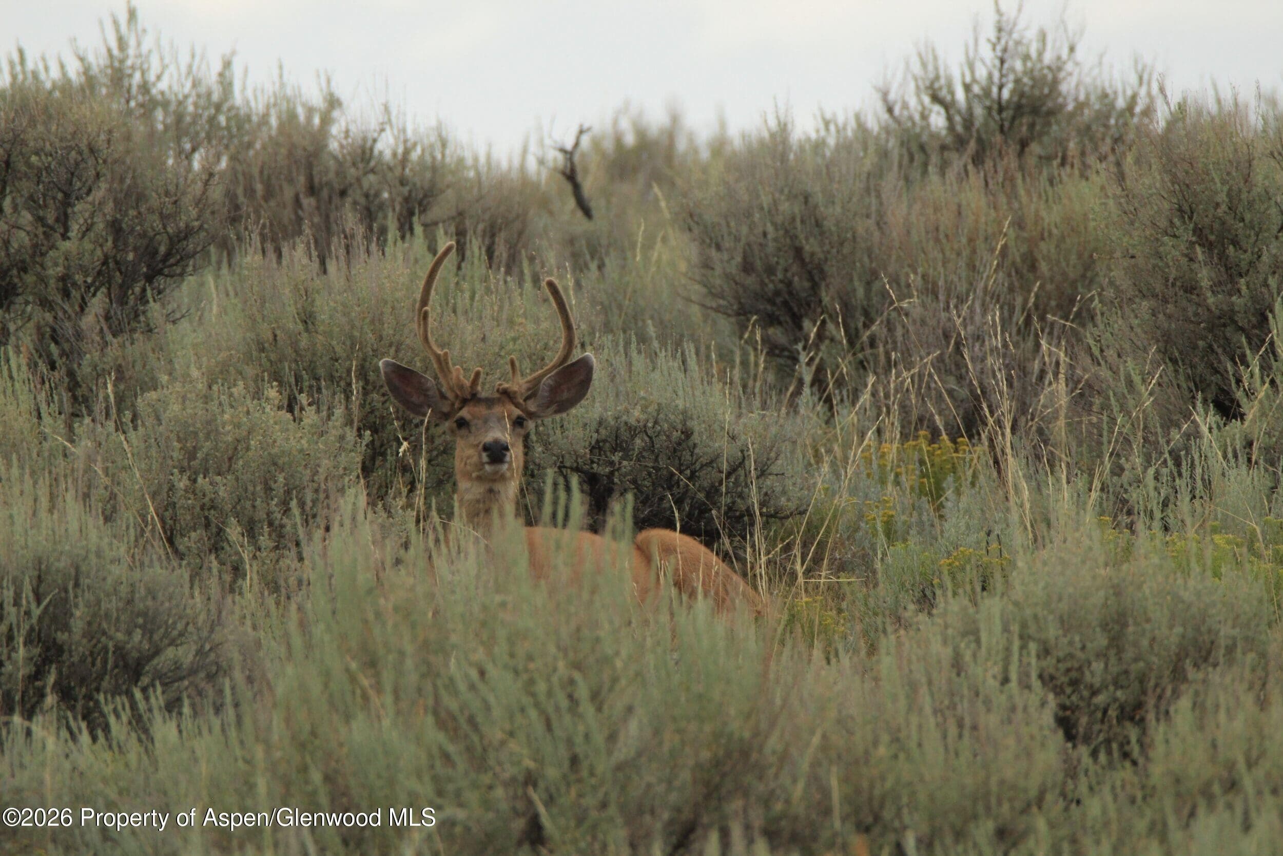 Tbd Highway 40, Craig, CO 81625 - Photo 11