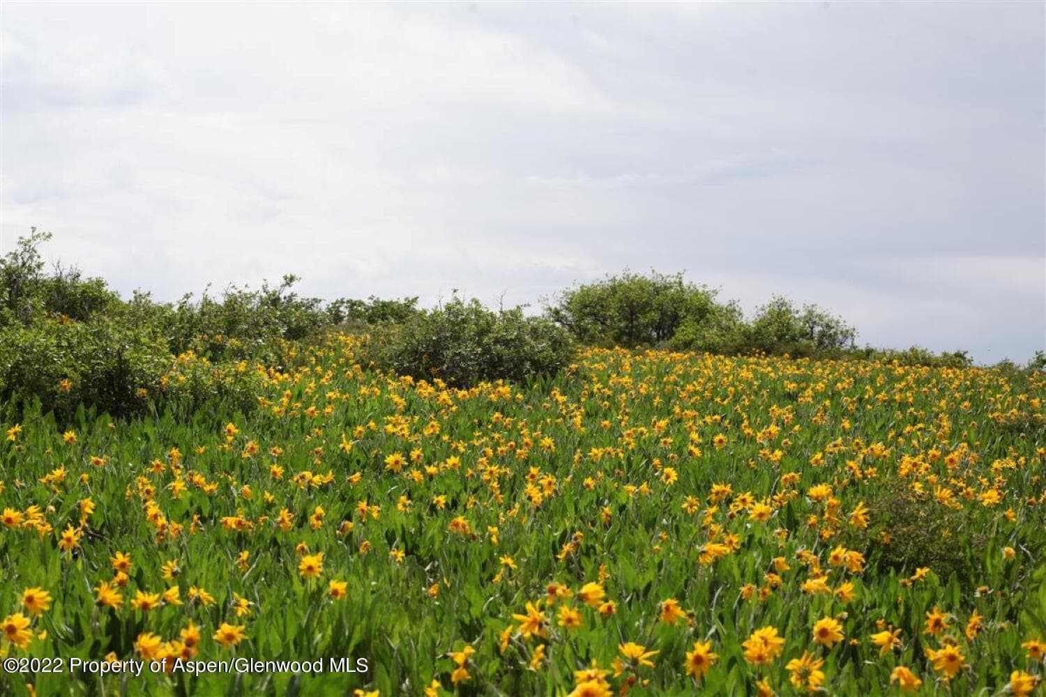 TBD Buckhorn Road 840, Ridgway, CO 81432