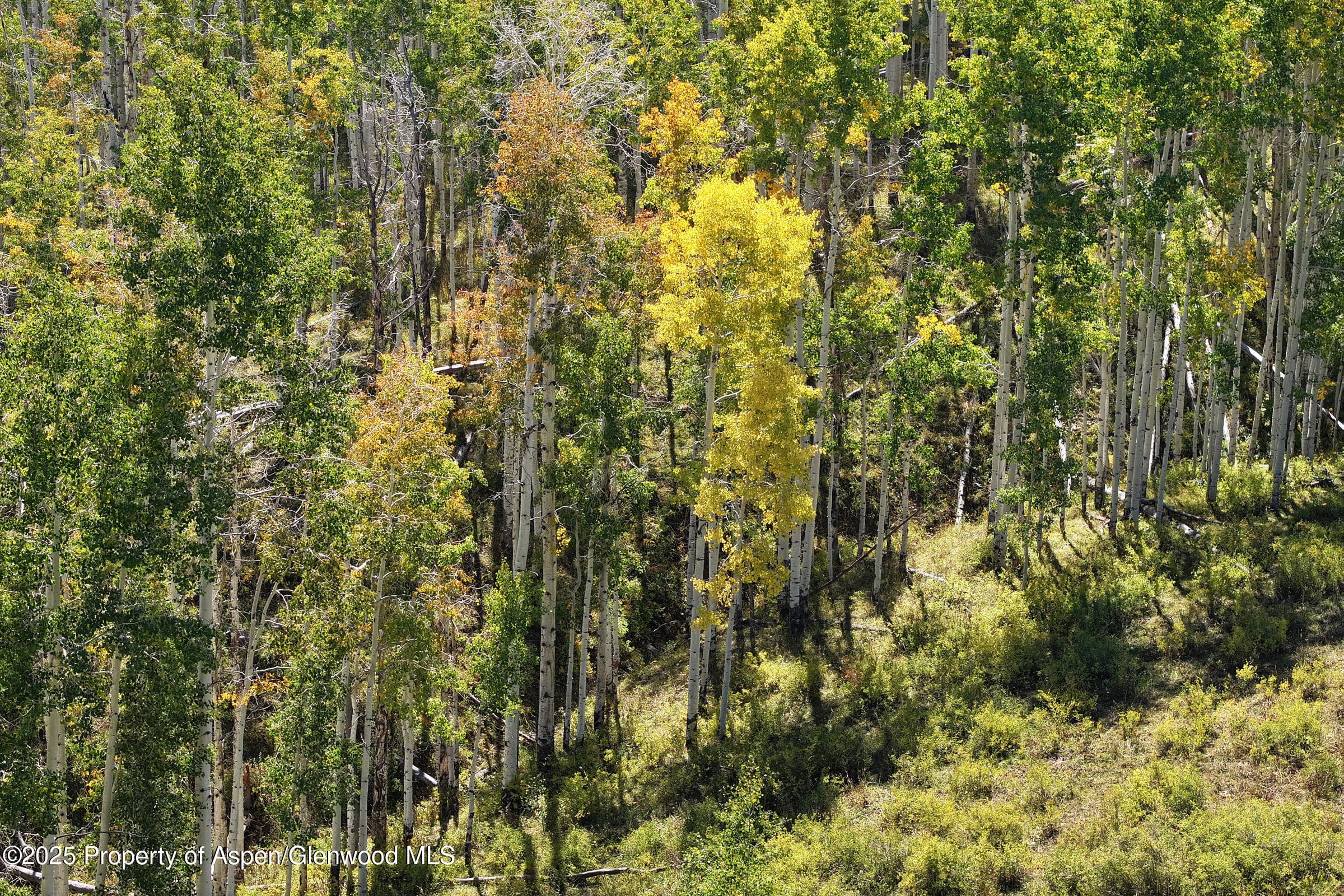 TBD Divide Road Entire Package, Whitewater, CO 81527 - Photo 11