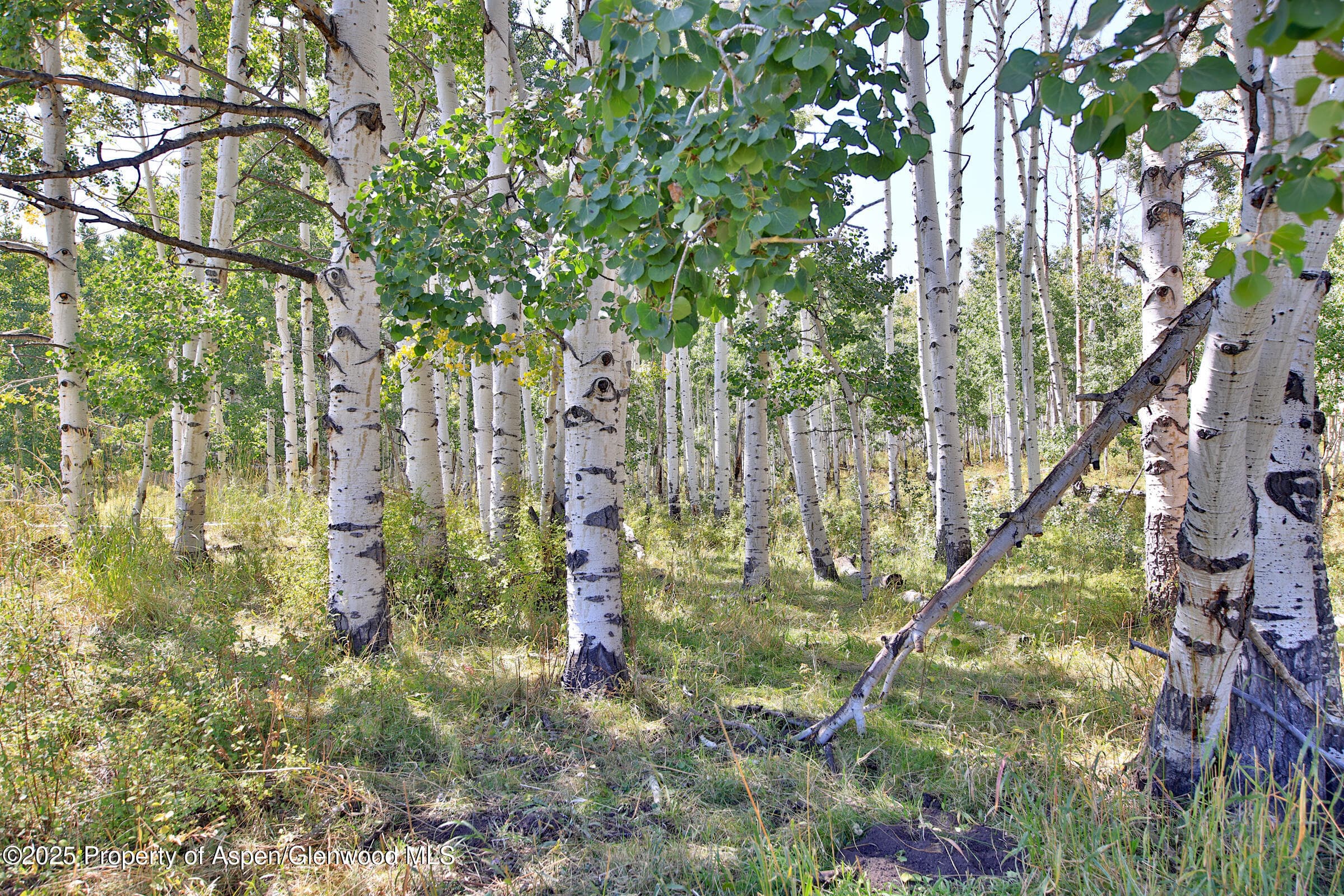 TBD Divide Road Entire Package, Whitewater, CO 81527 - Photo 23