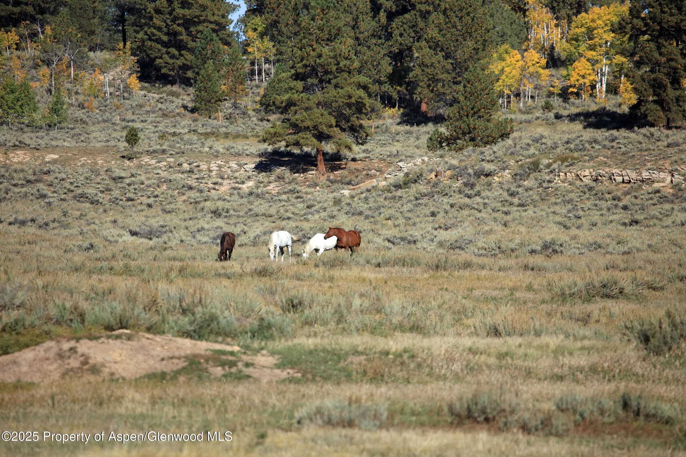 TBD Divide Road Entire Package, Whitewater, CO 81527 - Photo 35