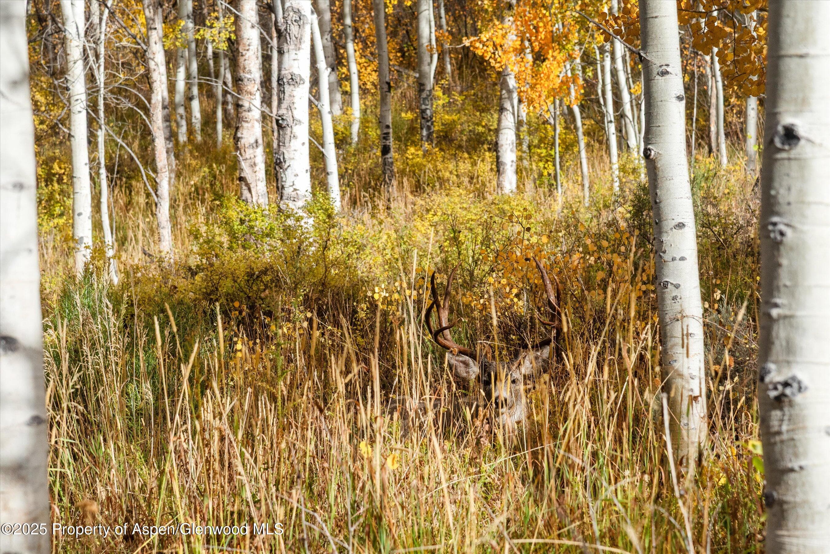 TBD Spinnaker Lane, Basalt, CO 81621 - Photo 10
