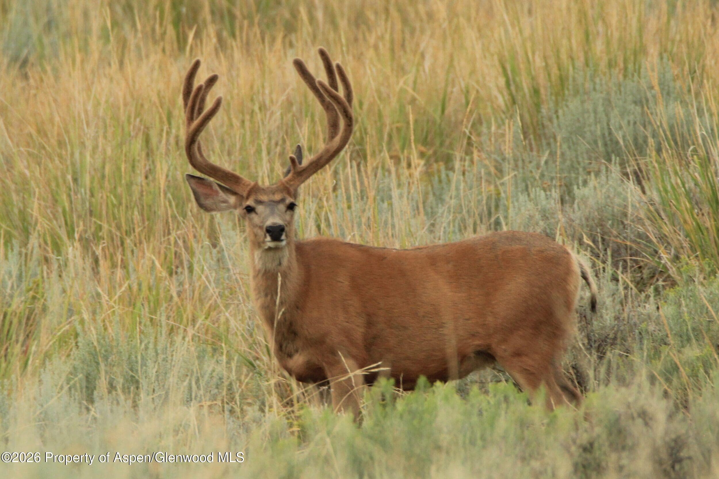 Tbd Highway 40, Craig, CO 81625 - Photo 4