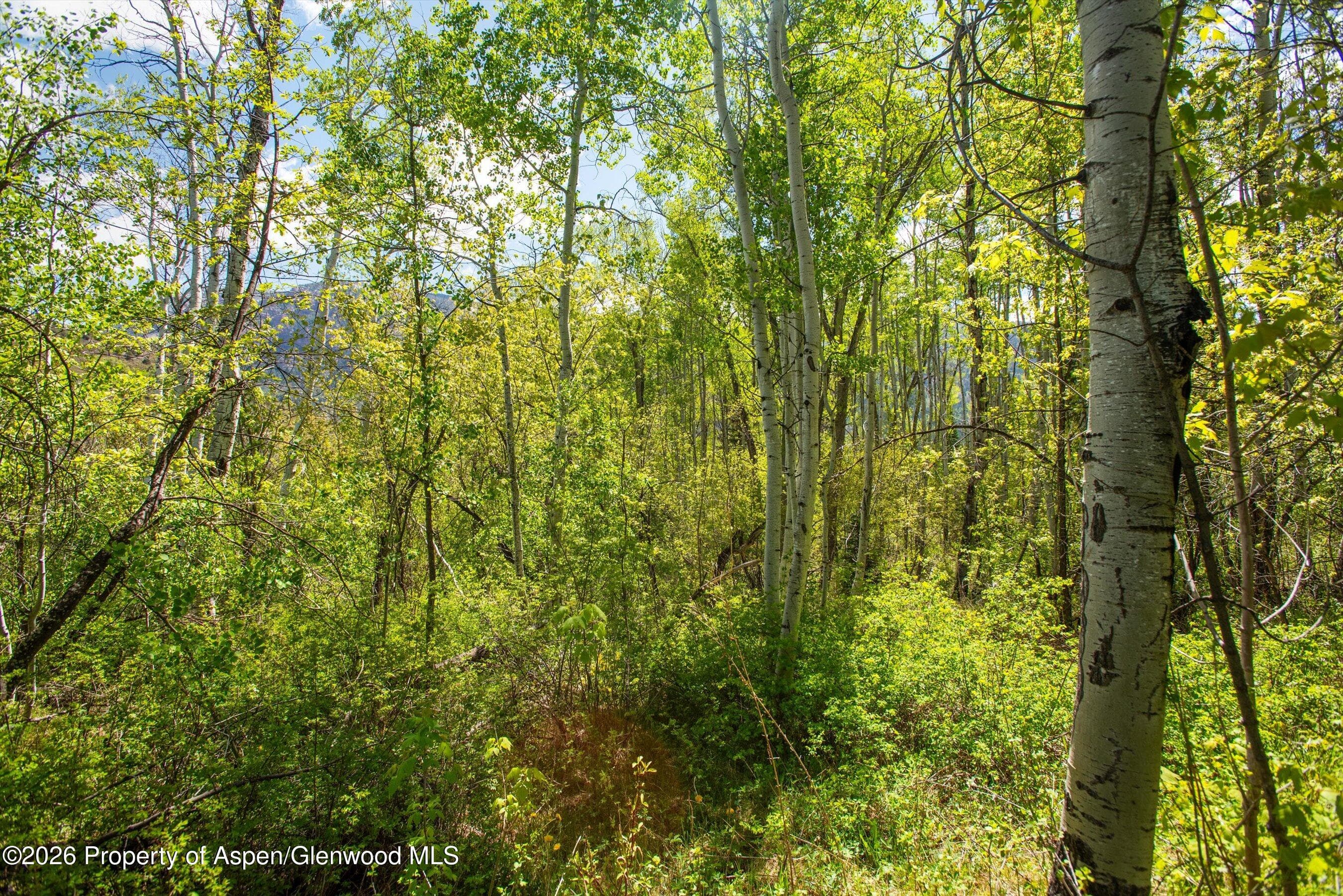 Tbd Coal Creek Road, Redstone, CO 81623 - Photo 4