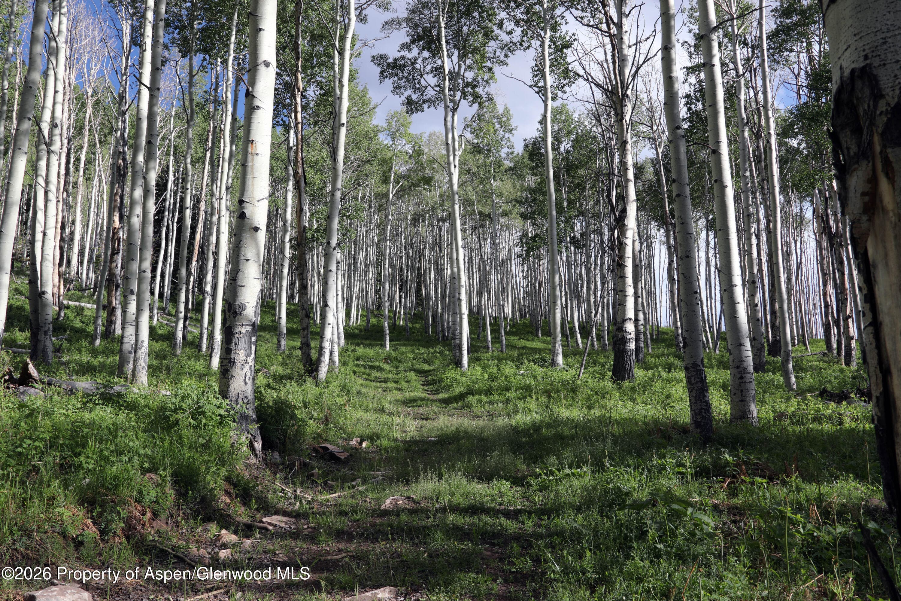Tbd Ms Road, Glade Park, CO 81523 - Photo 4