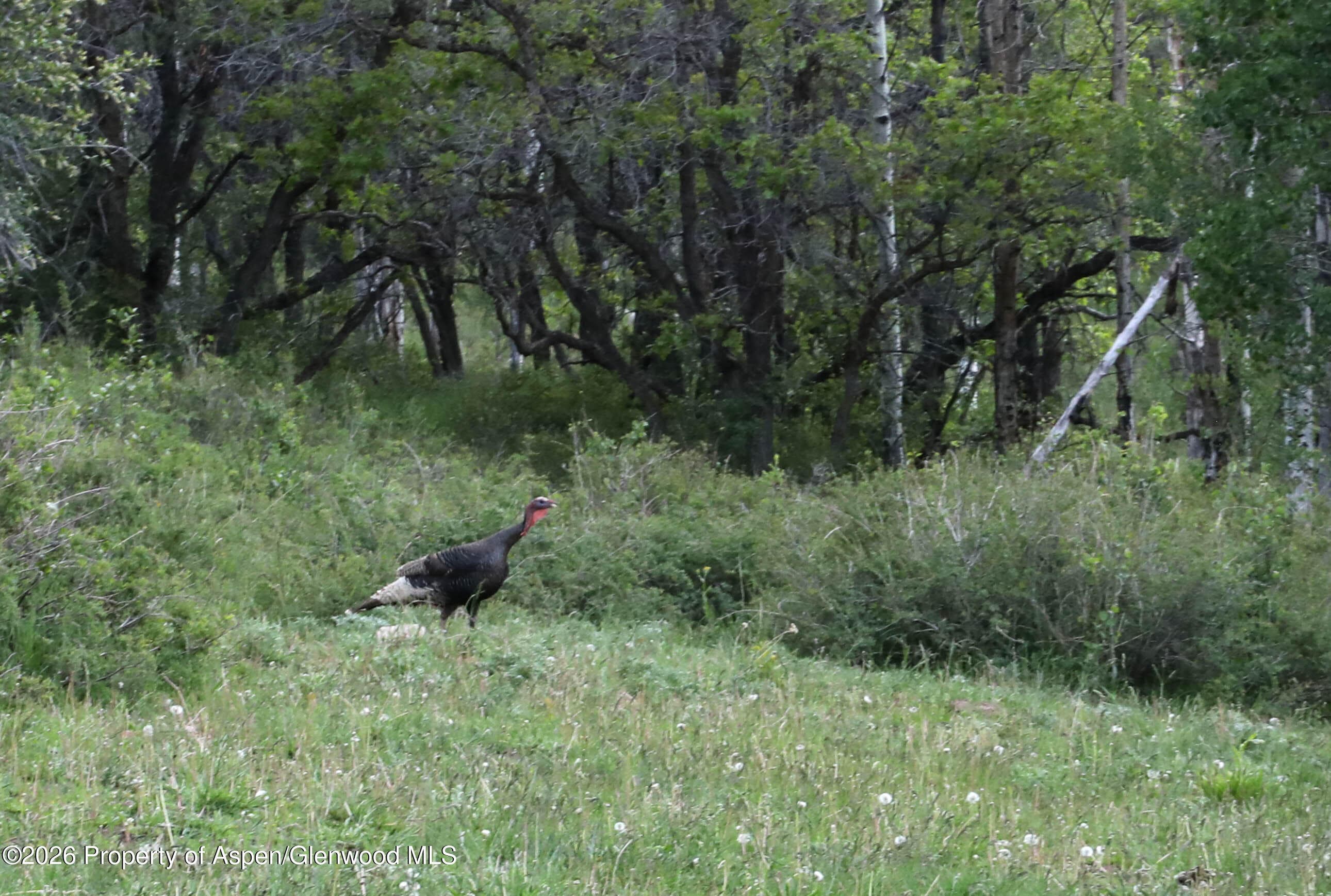 Tbd Ms Road, Glade Park, CO 81523 - Photo 8